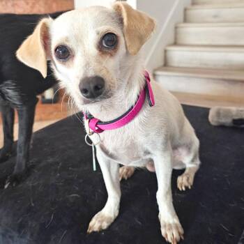 Chihuahua and Dachshund Dogs Available for Adoption in Los Angeles, California - Patty | PetCurious