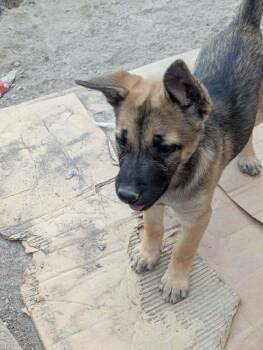 Drive Thru litter, Sonic - located in UT -  Belgian Shepherd Malinois and Australian Cattle Dog Blue Heeler Dog for Adoption in Imlay City, Michigan - Drive Thru Litter, Sonic - Located In UT | PetCurious