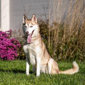Molly -  Siberian Husky Dog for Adoption in Council Bluffs, Iowa - Molly | PetCurious