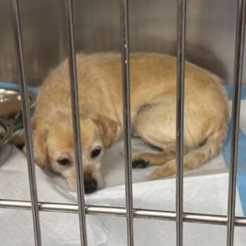 Frito -  Jack Russell Terrier and Mixed Breed Dog Available for Adoption in Midland, Texas - Frito | PetCurious
