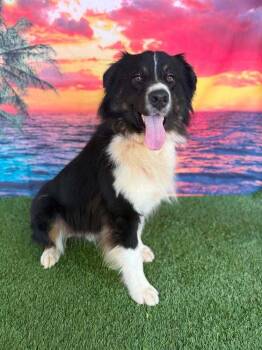Vegemite -  Australian Shepherd Dog for Adoption in Wayne, New Jersey - Vegemite | PetCurious