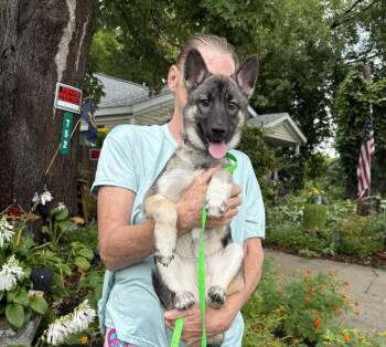 Barbie -  German Shepherd Dog and Husky Dog for Adoption - Barbie | PetCurious