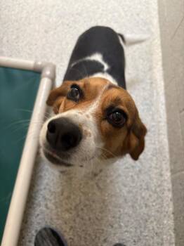 Beagle and Mixed Breed Dogs Available for Adoption in Bowling Green, Ohio - Ruby | PetCurious