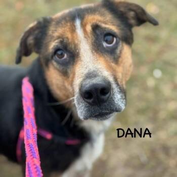 Rescue Labrador Retriever and Hound Dogs for Adoption in Bowling Green, Ohio - DANA | PetCurious