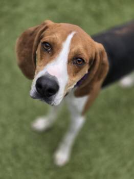 Rescue Foxhound Dogs for Adoption in Columbus, Ohio - Simon | PetCurious
