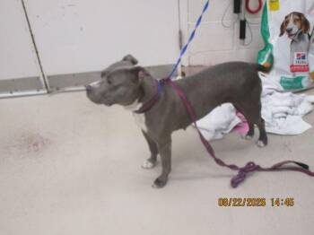 Baby Girl (17) -  Pit Bull Terrier Dog for Adoption in Marietta, Georgia - Baby Girl (17) | PetCurious