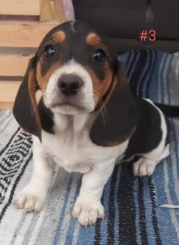 Rescue Basset Hound Dogs for Adoption in Tulsa, Oklahoma - Reagan | PetCurious