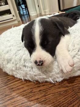 Capri -  Mixed Breed Dog for Adoption in Kansas City, Missouri - Capri | PetCurious