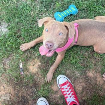 Kua-tine -  Pit Bull Terrier Dog for Adoption in Stephenville, Texas - Kua-tine | PetCurious