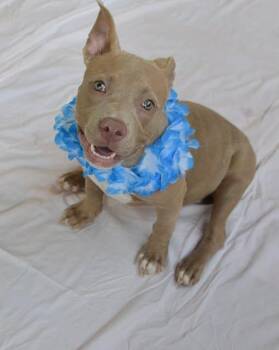 Coral -  American Staffordshire Terrier Dog for Adoption in Mckinney, Texas - Coral | PetCurious