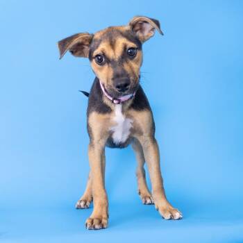 Sadie -  Mixed Breed Dog for Adoption in Franklin, Tennessee - Sadie | PetCurious