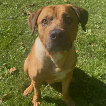 Bear -  Pit Bull Terrier and Mixed Breed Dog for Adoption in Fairmont, West Virginia - Bear | PetCurious