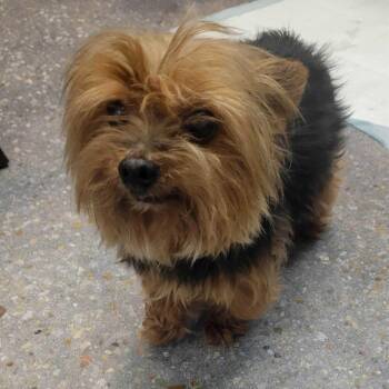Molly -  Yorkshire Terrier Dog for Adoption in Elmwood, Louisiana - Molly | PetCurious