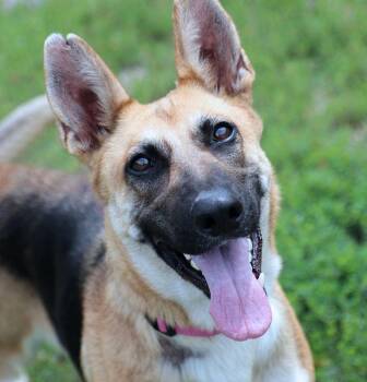 German Shepherd Dog Dogs Available for Adoption in Kansas City, Kansas - Bernadette (AO36565) | PetCurious
