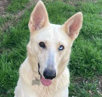 Rescue German Shepherd Dog Dogs for Adoption in Brookshire, Texas - Shayla | PetCurious