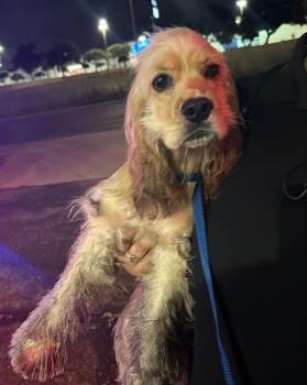 A812025 -  Cocker Spaniel Dog for Adoption in San Antonio, Texas - A812025 | PetCurious