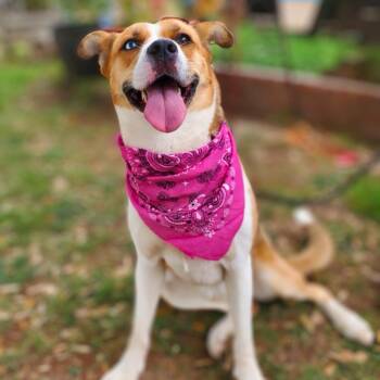 Penny -  Shepherd and Husky Dog for Adoption in Mooresville, North Carolina - Penny | PetCurious