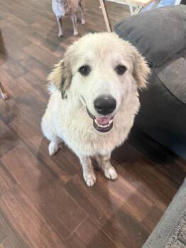 Cesar -  Great Pyrenees Dog for Adoption in Houston, Texas - Cesar | PetCurious