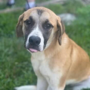 Rescue Saint Bernard Dogs for Adoption in Locust Fork, Alabama - Ivy | PetCurious