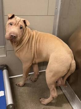 Oliver -  Shar Pei Dog for Adoption in Cleveland, Ohio - Oliver | PetCurious