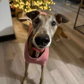 Rescue Greyhound Dogs for Adoption in Fredericksburg, Virginia - Brisket | PetCurious