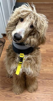 Rescue Labrador Retriever and Standard Poodle Dogs for Adoption in Oxford, Michigan - Shaggy | PetCurious