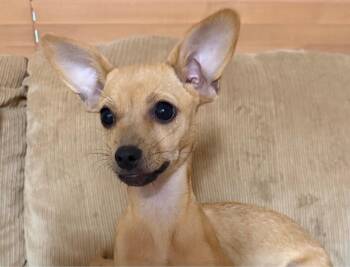 Cookie -  Chihuahua Dog for Adoption in Lakewood Village, Texas - Cookie | PetCurious