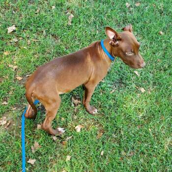 David -  Mixed Breed Dog for Adoption in Denison, Texas - David | PetCurious