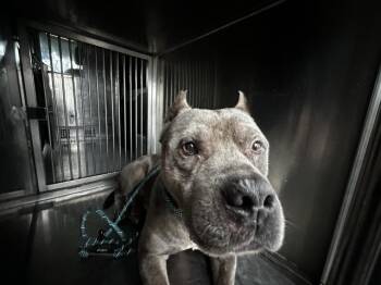 Pit Bull Terrier and Mixed Breed Dogs Available for Adoption - MELLOW | PetCurious