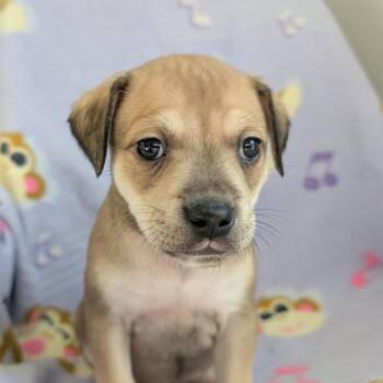 Dachshund and Mixed Breed Dogs Available for Adoption in Huntsville, Alabama - Melody | PetCurious
