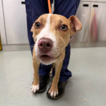 Byron -  Mixed Breed Dog for Adoption in Abilene, Texas - Byron | PetCurious