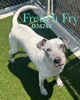 French Fry (Fendi) -  Bull Terrier Dog for Adoption in Clarksville, Tennessee - French Fry (Fendi) | PetCurious