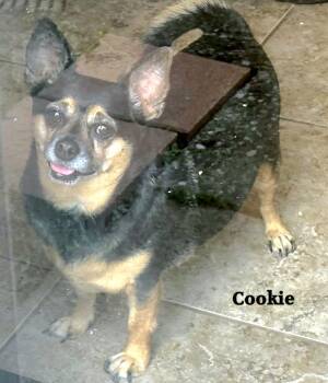 Cookie -  Chihuahua Dog for Adoption in St. Augustine, Florida - Cookie | PetCurious
