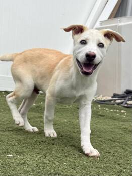 Olsen -  Husky and Labrador Retriever Dog for Adoption in Gilberts, Illinois - Olsen | PetCurious