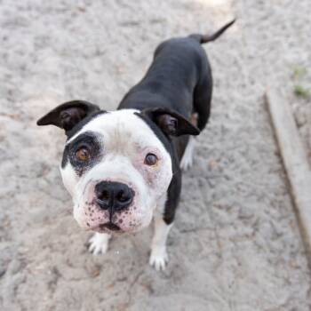 Rescue Mixed Breed Dogs for Adoption in Gainesville, Florida - Walter | PetCurious