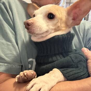 Driftwood -  Chihuahua Dog for Adoption in Folkston, Georgia - Driftwood | PetCurious