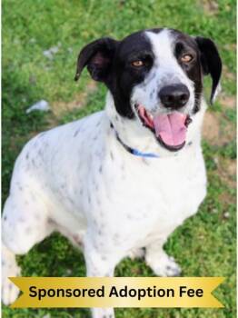 Flash -  Mixed Breed Dog for Adoption in Hamilton, Ohio - Flash | PetCurious