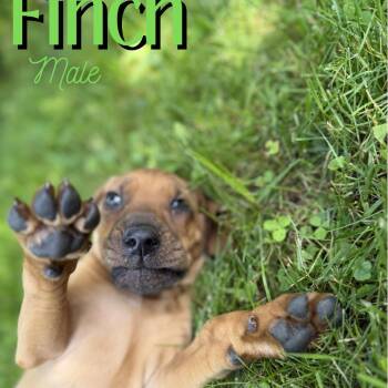 Finch -  Redbone Coonhound and Mixed Breed Dog for Adoption in Glenfield, New York - Finch | PetCurious