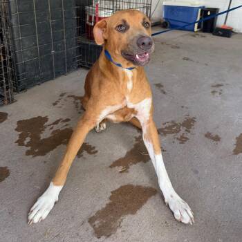 Banter -  Shepherd and Mixed Breed Dog for Adoption in Edinburg, Texas - Banter | PetCurious