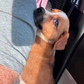 Angie -  Beagle and Mixed Breed Dog for Adoption in Kent, Washington - Angie | PetCurious