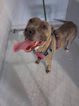 American Bulldog Dogs Available for Adoption in Winter Haven, Florida - RYLEE | PetCurious