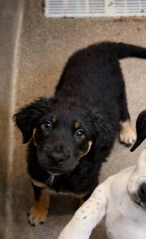 German Shepherd Dog and Black Labrador Retriever Dogs Available for Adoption in Rome, Georgia - Zeya | PetCurious