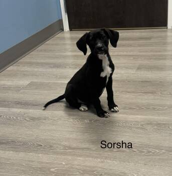 Sorsha -  Labrador Retriever and Hound Dog for Adoption in Ulster, Pennsylvania - Sorsha | PetCurious