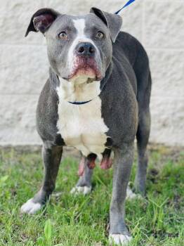 Rescue Pit Bull Terrier Dogs for Adoption in Conyers, Georgia - AC#3337 "Vera" | PetCurious