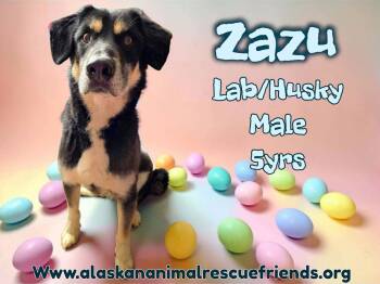 Husky and Labrador Retriever Dogs Available for Adoption - Zazu | PetCurious