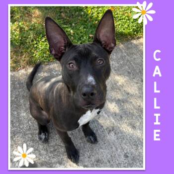 Rescue Terrier Dogs for Adoption in Mokena, Illinois - Callie | PetCurious