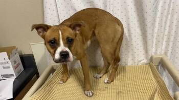 A611054 -  Boston Terrier and Boxer Dog Available for Adoption in Modesto, California - A611054 | PetCurious