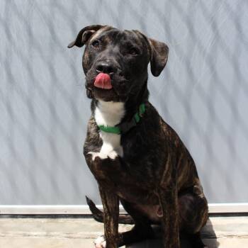 Maximus (Prince Pickles) -  Mixed Breed Dog for Adoption in Mcpherson, Kansas - Maximus (Prince Pickles) | PetCurious