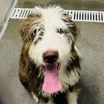 Eliza -  Labradoodle Dog for Adoption in Des Moines, Iowa - Eliza | PetCurious