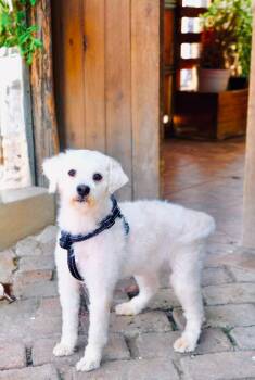 Paper Clip -  Maltipoo Dog for Adoption in San Diego, California - Paper Clip | PetCurious